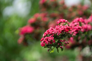 Flowering medicinal plant of hawthorn. Summer.Flowering tree.