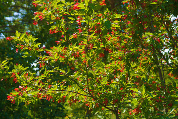Red maple leaves adorn the landscape of the Park.
