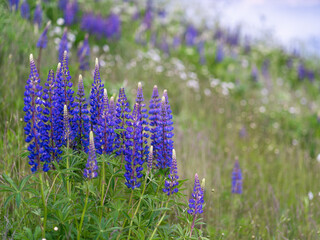 Summer and blooming fields of lupins. Background for summer cards.