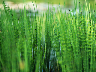 Green background from a leaf. Pattern. Background for an inscription.