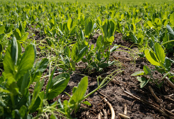 Landwirtschaft , Soja - Alternative auf heimischen Äckern - die Futtererbse. 