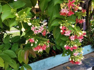 red and yellow flowers
