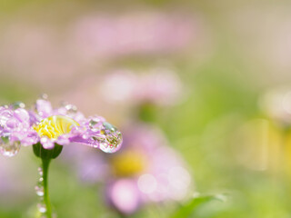 little pink flower in close up with raindrop in green background for space