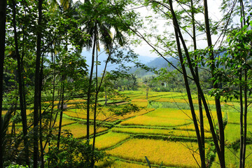 Campos de arroz en Bali.
