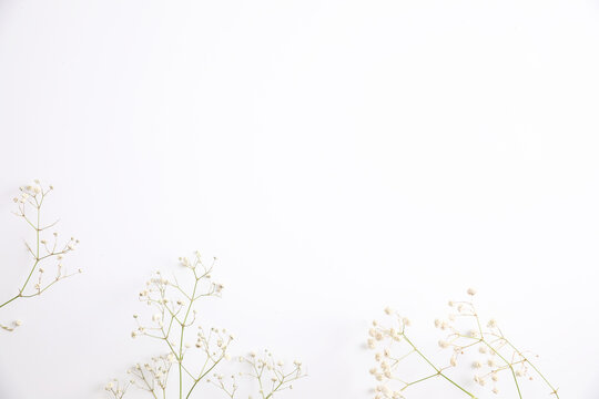 Few Twigs With Small White Flowers Of Gypsophila Isolated On White