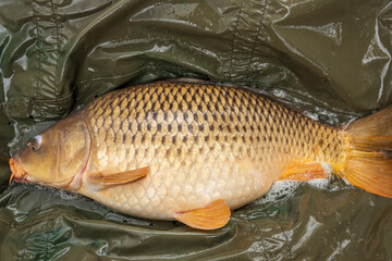 The Carp. Cyprinus Carpio in detail.