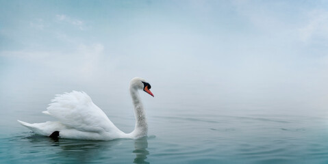 Beautiful white swan swimming in water. Fine art nature with wild bird and river mist.