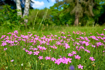 field of pink flowers