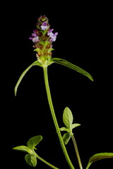 Selfheal (Prunella vulgaris). General Habit