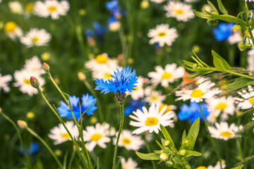 Field With Blooming  Cornflowers And Daisies, Summer landscape with wildflowers. Selective focus