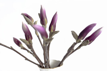 Obraz premium On a twig blossoming flowers of purple magnolia in a vase