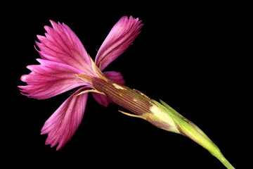 Maiden Pink (Dianthus deltoides). Flower Closeup