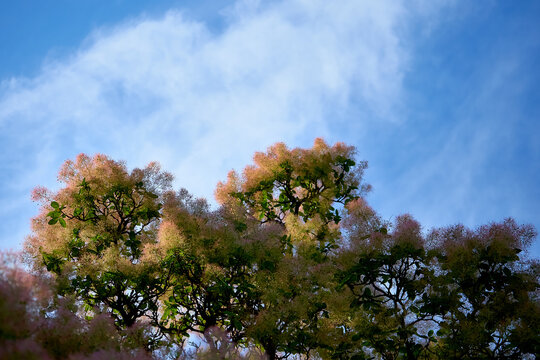 European Smoketree