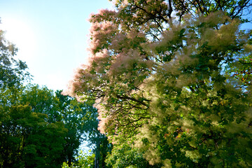 Fototapeta premium European smoketree