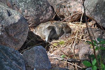 Gaga common. The nest of the common eider.