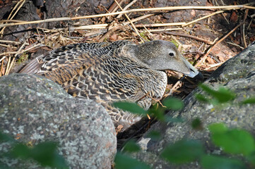 Gaga common. The nest of the common eider.