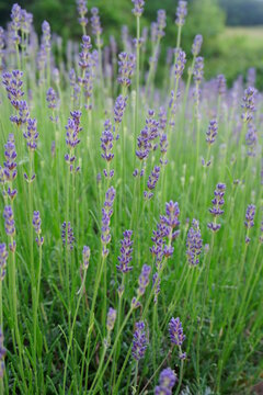 Lavendel mit viel gr&uuml;n 