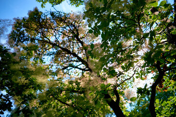 European smoketree