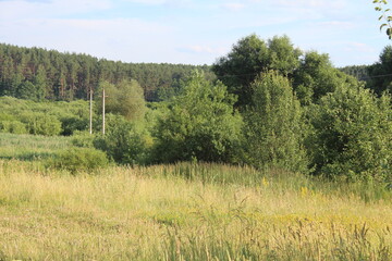 Лесной пейзаж