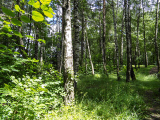 Beautiful forest landscape on a Sunny summer day