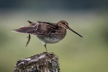 wilson's snipe stretching