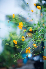 flower after the rain