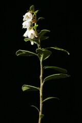 Cowberry (Vaccinium vitis-idaea). General Habit