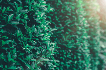 Fototapeta na wymiar Background of green hedge leaves fence, Selective focus.