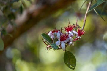 Chèvrefeuille du Japon dans un parc en Italie au printemps