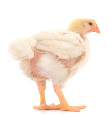 One chicken or young broiler chickens.