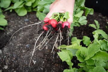 Ernte von selbstgezogenen Radieschen aus dem eigenen Hochbeet im Garten - frischer geht es nicht.