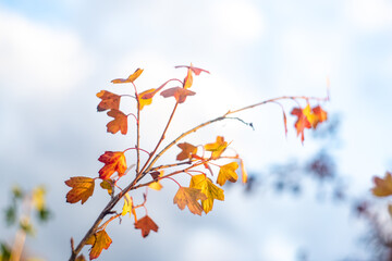 Cloudy sky, branch with yellow dry leaves