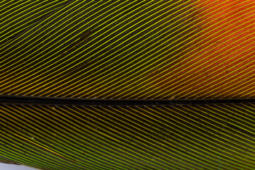 Beautiful Bright Green, Red and Yellow Parrot Feather Close up Detail Texture. Abstract Pattern Background