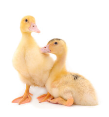 Two little cute ducklings.