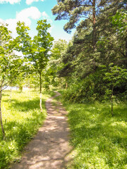 Fototapeta premium Beautiful forest landscape on a Sunny summer day