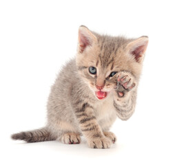 Small gray kitten on a white background.