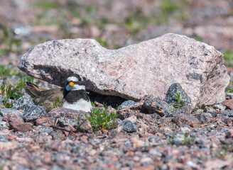 Sandpiper tie, its nest and masonry.
