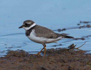 Sandpiper tie, its nest and masonry.
