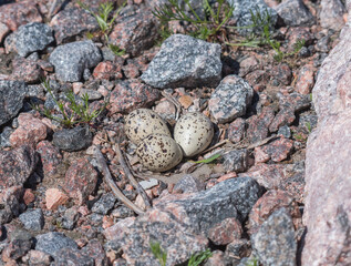 Sandpiper tie, its nest and masonry.