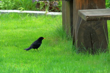 male blackbird in the garden