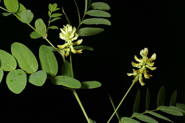 Wild Liquorice (Astragalus glycyphyllos). Habit