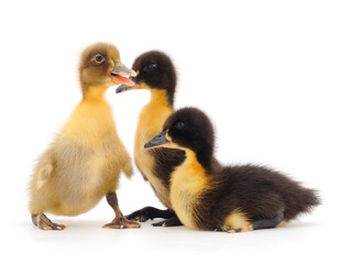 Little cute ducklings.