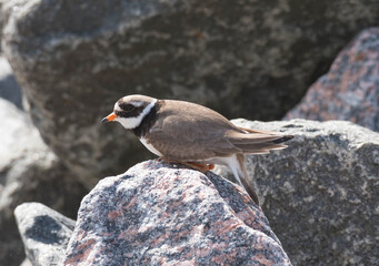 Sandpiper tie, its nest and masonry.