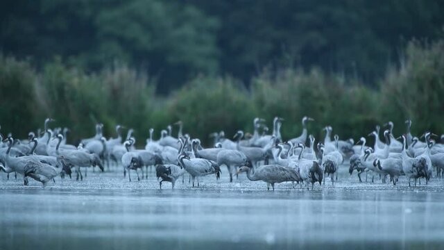 Common grane ( Grus grus ) 
