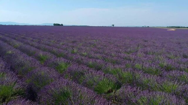 Survol d'un champ de lavande sur le plateau de Valensole en Provence, France.