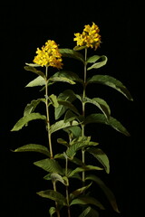 Yellow Loosestrife (Lysimachia vulgaris). Habit