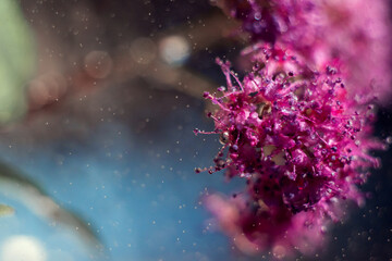 Fototapeta na wymiar Macro photo of a purple spirea flower with drops of water on a saturated blue background