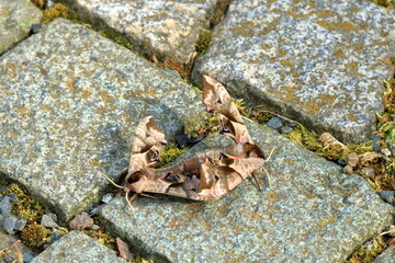 Two mating Eyed hawk-moth (Smerinthus ocellata)
