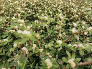 wild strawberry bush