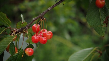 Ripe Cherries
